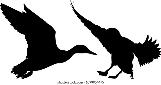 illustration with ducks isolated on white background