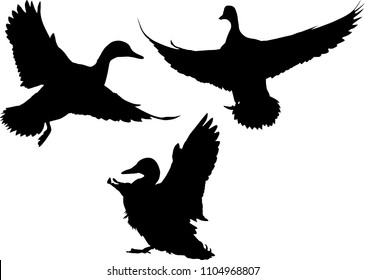 illustration with ducks isolated on white background