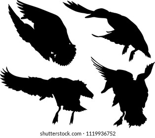 ilustración con patos aislados en fondo blanco