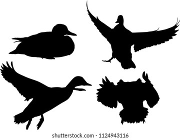 illustration with ducks isolated on white background