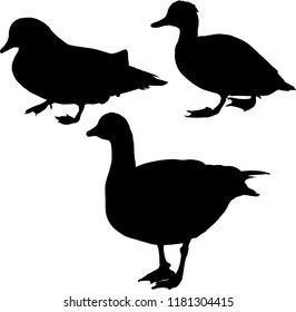 illustration with ducks isolated on white background