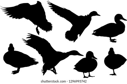 Illustration Ducks Isolated On White Background Stock Vector (Royalty ...