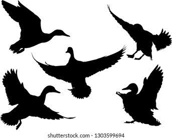 illustration with ducks isolated on white background