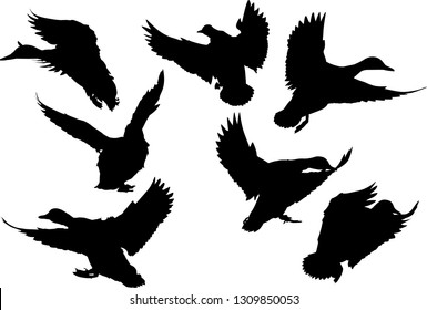 illustration with ducks isolated on white background