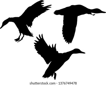 illustration with ducks isolated on white background