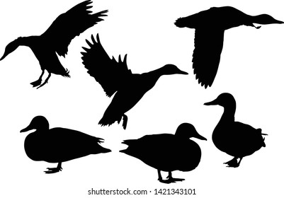 illustration with ducks isolated on white background