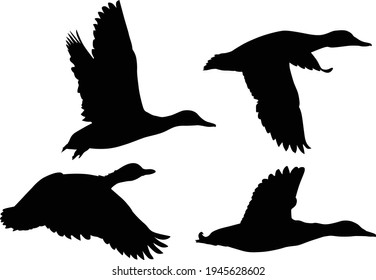 illustration with ducks isolated on white background