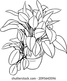 Illustration Of Dumb Cane Plant In Black And White. Line Drawing Of Mother In Law Plant.