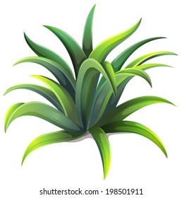 Illustration of a dwarf agave plant on a white background