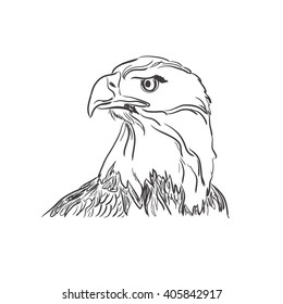 Illustration of eagle face in sketch style, vector 