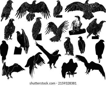 ilustración con siluetas de águila aisladas en fondo blanco