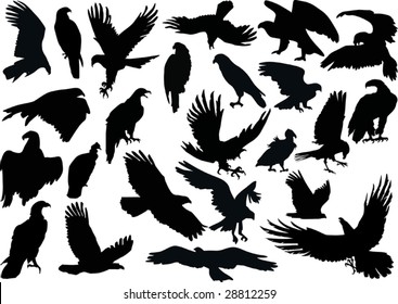 illustration with eagle silhouettes isolated on white background