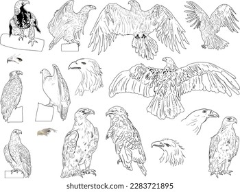illustration with eagle sketches isolated on white background
