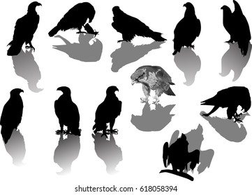 illustration with eagles with shadows isolated on white background