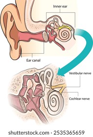 ilustração do diagrama de anatomia auricular - vetor