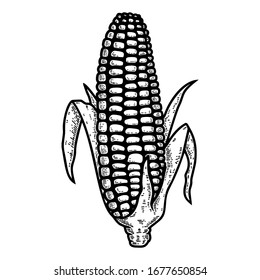 Illustration of ear of corn in engraving style. Design element for logo, label, sign, emblem, poster. Vector illustration