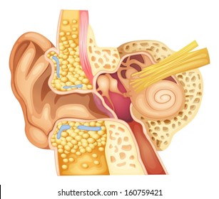 Illustration of an ear cross-section on a white background