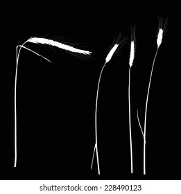 illustration with ear silhouettes collection isolated on black background