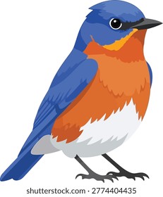 Illustration of an eastern bluebird bird standing profile view isolated on white background wild bird small animal portrait backyard bluebird wildlife ornithology songbird