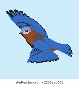 ilustración de un pájaro azul oriental que es casi similar a un pájaro azul occidental, la diferencia es que sus plumas de garganta son rojizas bajo su pico