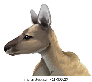 Illustration of an Eastern grey kangaroo on a white background