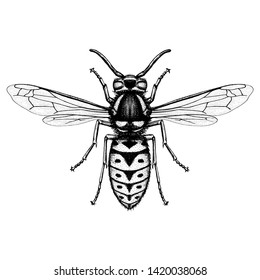 Illustration of Eastern yellowjacket (Vespula maculifrons)