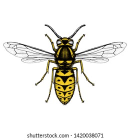 Illustration of Eastern yellowjacket (Vespula maculifrons)