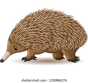 Illustration of Echidna isolated on white background