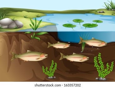 Illustration of an ecosystem under the pond