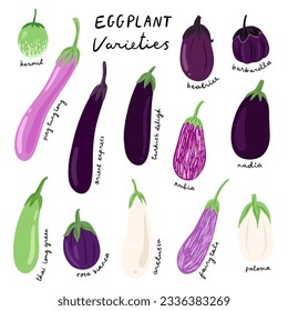 illustration of eggplant varieties, eggplant types
