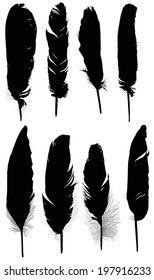 illustration with eight black feathers isolated on white background