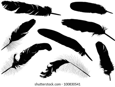 illustration with eight black feathers on white background