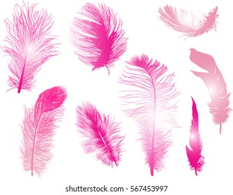 illustration with eight feathers isolated on white background