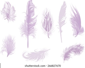 illustration with eight lilac feathers isolated on white background