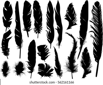 Bird Feather Images, Stock Photos & Vectors | Shutterstock