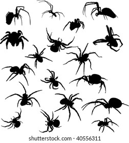 illustration with eighteen spider silhouettes isolated on white