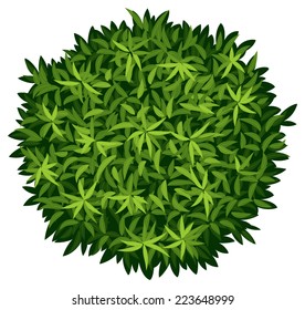 Illustration of a Elaeocarpus Decipiens on a white background 