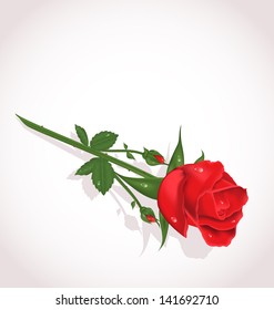 Illustration elegant rose for design your greeting card - vector