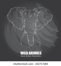 illustration of elephant. drawing vector on chalkboard.