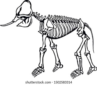 Illustration of a Elephant skeletal system on a white background.