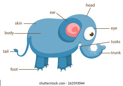 illustration of elephant vocabulary part of body vector