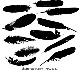 illustration with eleven black feathers on white background