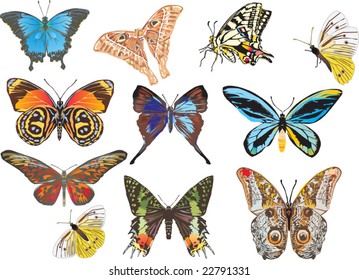 illustration with eleven different butterflies isolated on white background