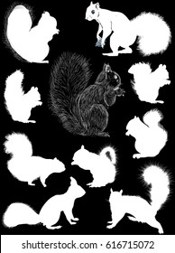 illustration with eleven squirrels isolated on black background