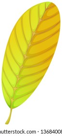 Illustration of an elliptic leaf on a white background