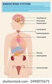 Illustration of endocrine glands and their locations