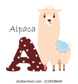 Illustration for the English alphabet with the image of an alpaca, for teaching young children with beautiful typography. ABC - letter A