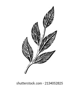 Illustration engraving leaf hand drawing vintage