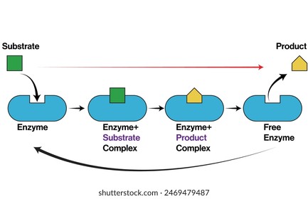 Illustration of Enzyme Action Mechanism and Product Formation Process in a White Background.