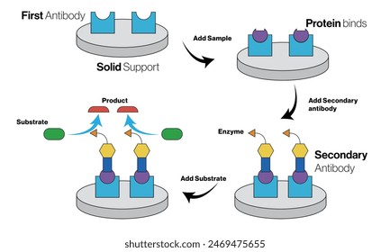  Illustration der enzymgekoppelten Immunosorbent-Assay-Technik im Labor.